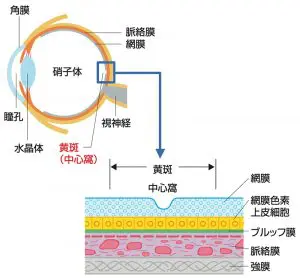 加齢黄斑変性 大宮いけだ眼科